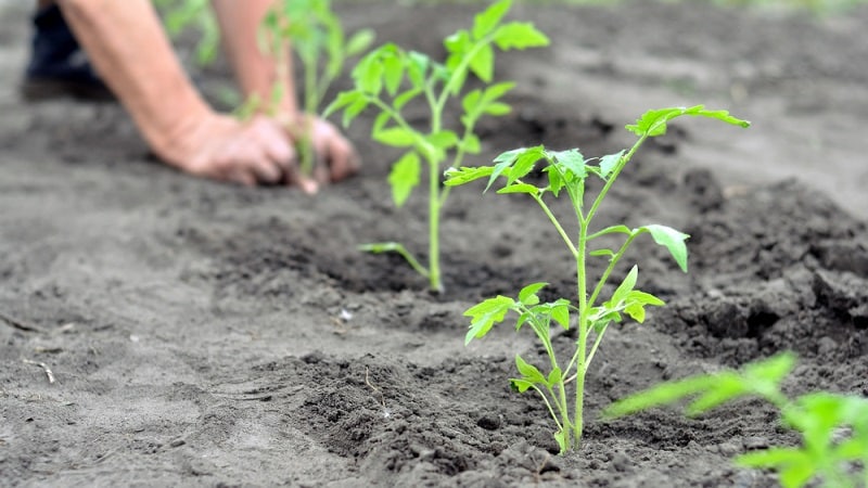 A bright variety with a rich taste - the Golden Bullet tomato: we grow a crop that will be the envy of all our neighbors
