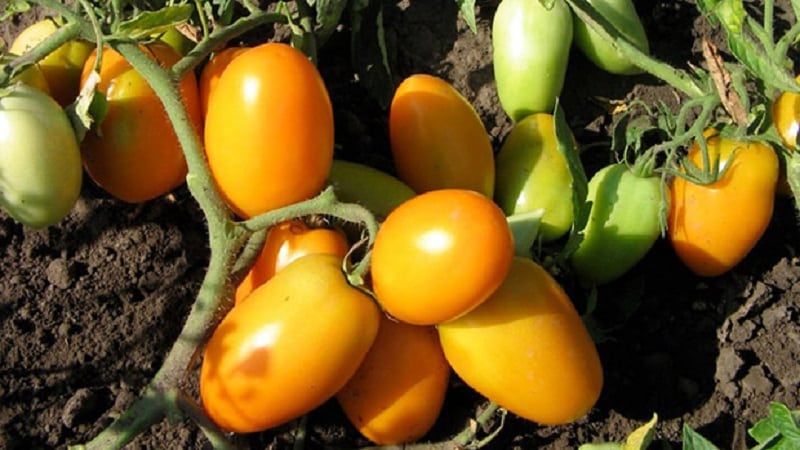 A bright variety with a rich taste - the Golden Bullet tomato: we grow a crop that will be the envy of all our neighbors