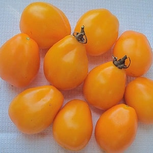 A bright variety with a rich taste - the Golden Bullet tomato: we grow a crop that will be the envy of all our neighbors