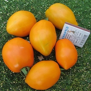 A bright variety with a rich taste - the Golden Bullet tomato: we grow a crop that will be the envy of all our neighbors