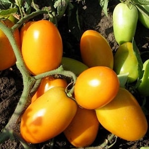 A bright variety with a rich taste - the Golden Bullet tomato: we grow a crop that will be the envy of all our neighbors