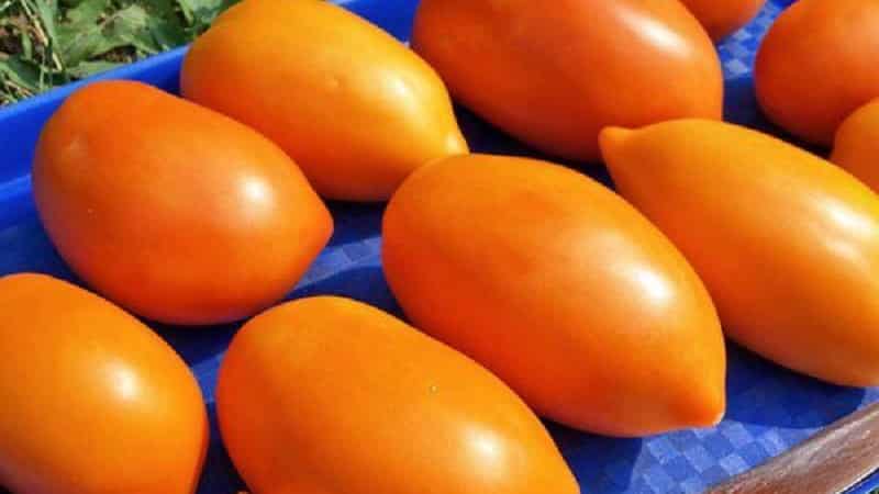 A bright variety with a rich taste - the Golden Bullet tomato: we grow a crop that will be the envy of all our neighbors