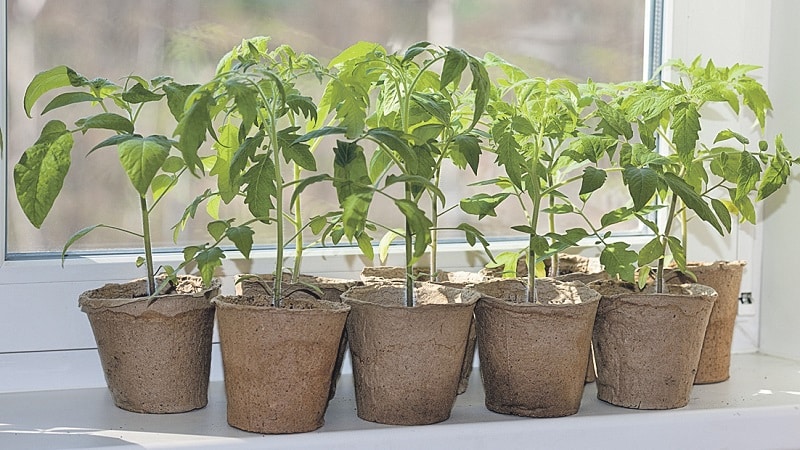 A bright variety with a rich taste - the Golden Bullet tomato: we grow a crop that will be the envy of all our neighbors
