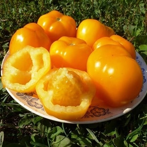 Bright sunny medicine straight from the garden: what are the benefits of yellow tomatoes and what vitamins and minerals they contain