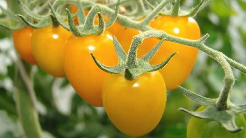 Bright sunny medicine straight from the garden: what are the benefits of yellow tomatoes and what vitamins and minerals they contain