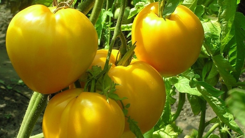 Bright sunny medicine straight from the garden: what are the benefits of yellow tomatoes and what vitamins and minerals they contain