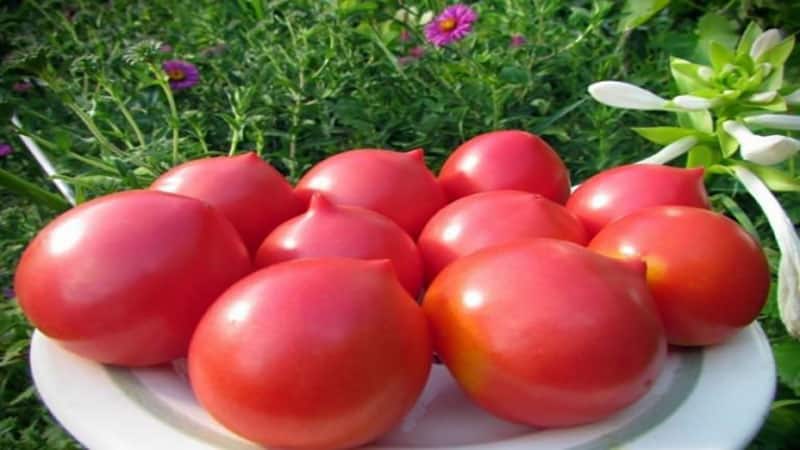 An ancient Volga region variety of sweet tomatoes: a review of the Syzran Pipochka tomato and the intricacies of its cultivation
