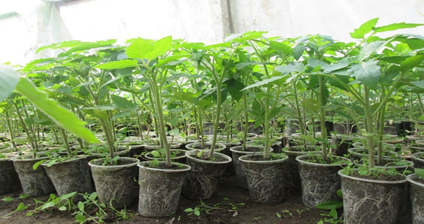 An ancient Volga region variety of sweet tomatoes: a review of the Syzran Pipochka tomato and the intricacies of its cultivation
