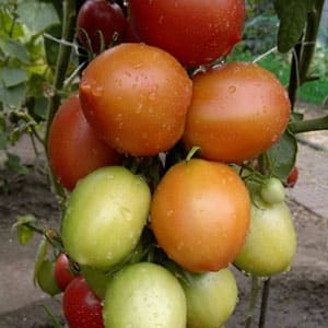 An ancient Volga region variety of sweet tomatoes: a review of the Syzran Pipochka tomato and the intricacies of its cultivation