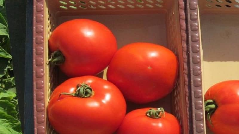 A productive hybrid with excellent taste - the Florida tomato and its advantages