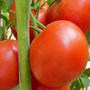 A productive hybrid with excellent taste - the Florida tomato and its advantages