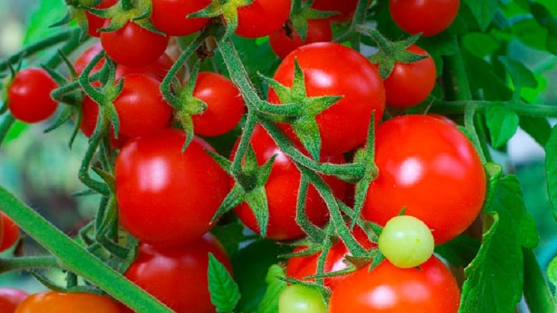 A productive hybrid with excellent taste - the Florida tomato and its advantages