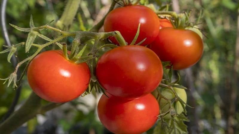 An early rich harvest to the delight of every summer resident - Polbig tomato