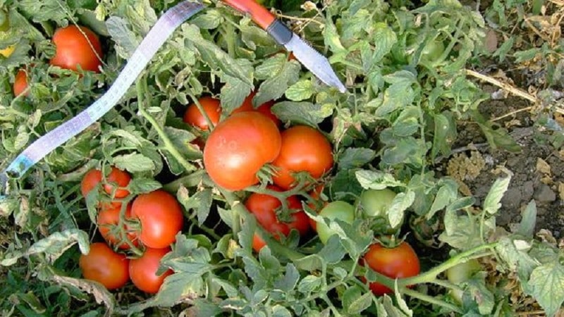 An early rich harvest to the delight of every summer resident - Polbig tomato