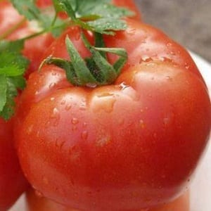 An early rich harvest to the delight of every summer resident - Polbig tomato