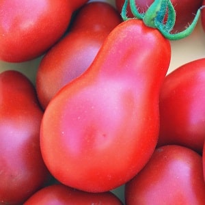Distinctive characteristics of the fruits of the tomato variety Pink Pear