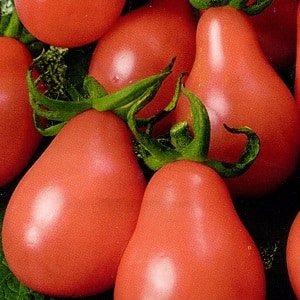 Distinctive characteristics of the fruits of the tomato variety Pink Pear