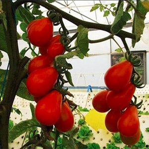 Distinctive characteristics of the fruits of the tomato variety Pink Pear