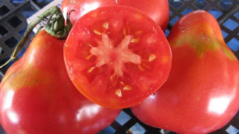 Distinctive characteristics of the fruits of the tomato variety Pink Pear