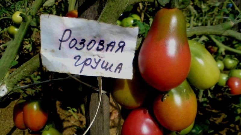 Distinctive characteristics of the fruits of the tomato variety Pink Pear