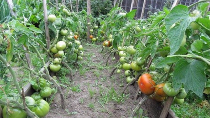Gardeners' favorite tomatoes: Hospitable tomatoes: we will grow a rich harvest, despite the weather conditions