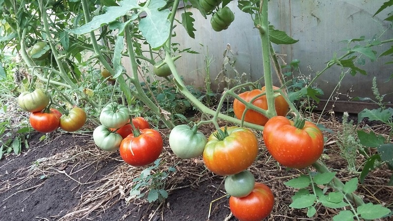 Gardeners' favorite tomatoes: Hospitable tomatoes: we will grow a rich harvest, despite the weather conditions