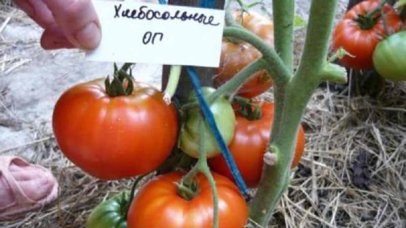 Gardeners' favorite tomatoes: Hospitable tomatoes: we will grow a rich harvest, despite the weather conditions