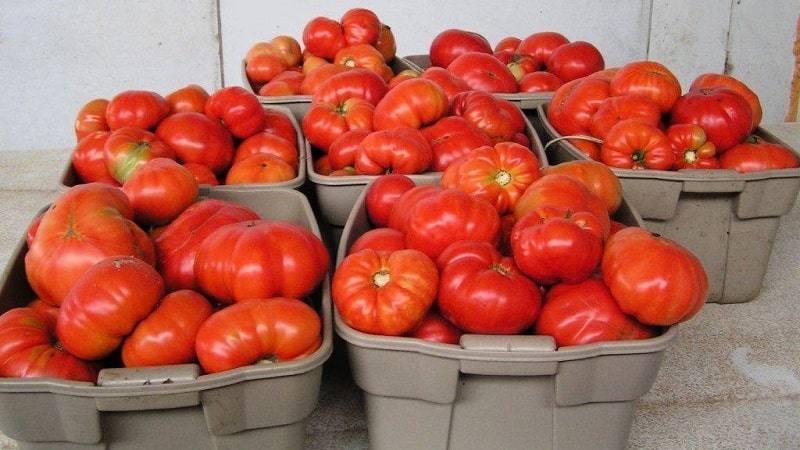 Gardeners' favorite tomatoes: Hospitable tomatoes: we will grow a rich harvest, despite the weather conditions
