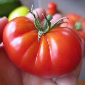 Gardeners' favorite tomatoes: Hospitable tomatoes: we will grow a rich harvest, despite the weather conditions