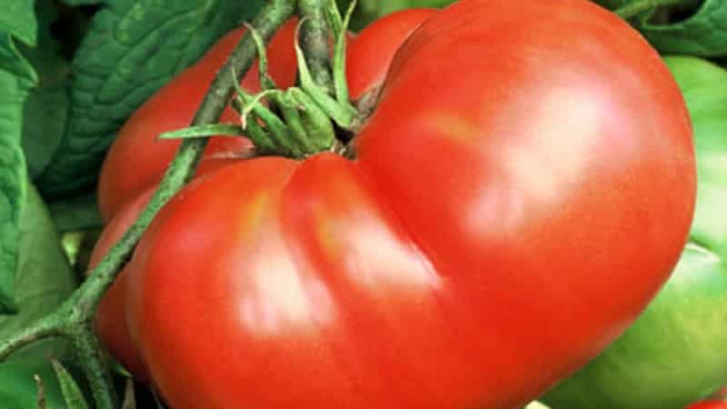 Gardeners' favorite tomatoes: Hospitable tomatoes: we will grow a rich harvest, despite the weather conditions