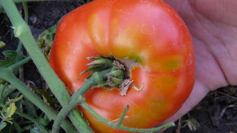 Gardeners' favorite tomatoes: Hospitable tomatoes: we will grow a rich harvest, despite the weather conditions