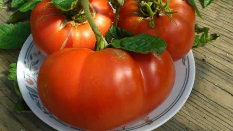 Gardeners' favorite tomatoes: Hospitable tomatoes: we will grow a rich harvest, despite the weather conditions