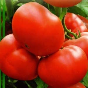 Large-fruited and early-ripening hybrid for universal use - tomato Strega f1