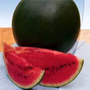 An early ripening sweet watermelon variety Ogonyok is resistant to diseases and unpretentious in care