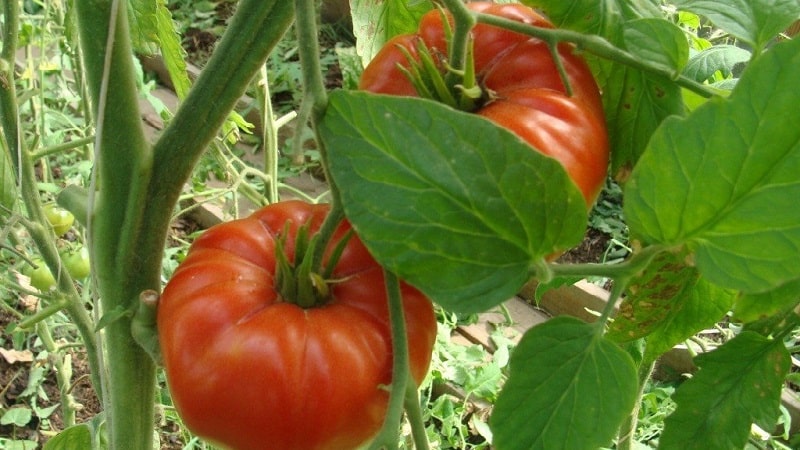 How resistant is the Eternal Call tomato to disease and what can increase its yield?