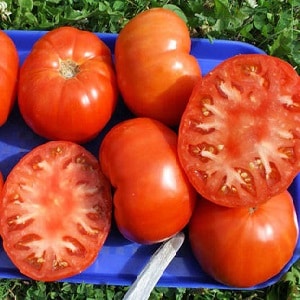 How resistant is the Eternal Call tomato to disease and what can increase its yield?