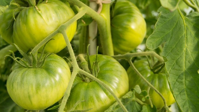 How resistant is the Eternal Call tomato to disease and what can increase its yield?