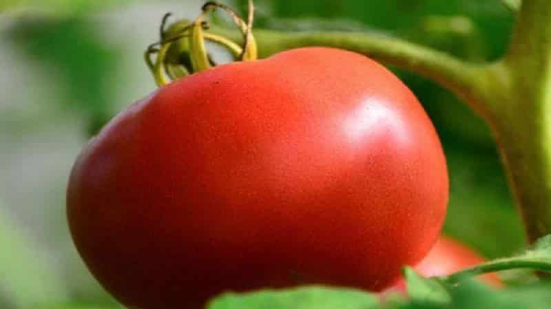 How resistant is the Eternal Call tomato to disease and what can increase its yield?