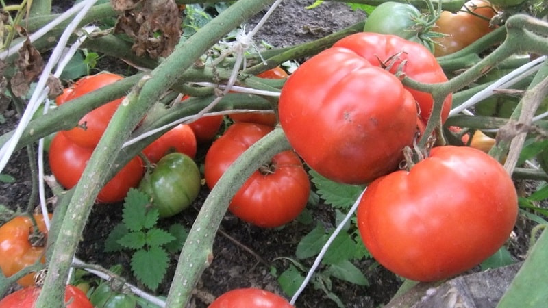 How resistant is the Eternal Call tomato to disease and what can increase its yield?