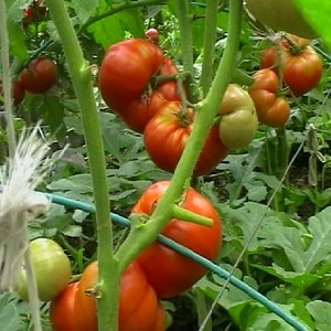 How resistant is the Eternal Call tomato to disease and what can increase its yield?