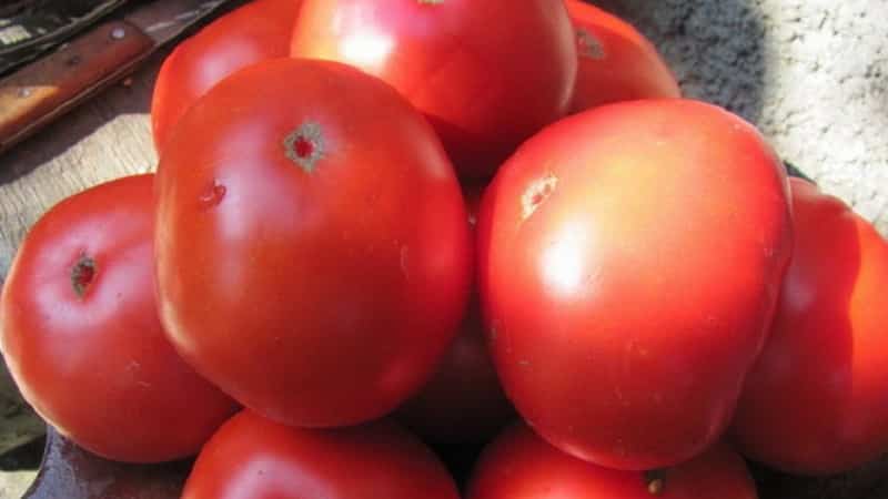 How resistant is the Eternal Call tomato to disease and what can increase its yield?