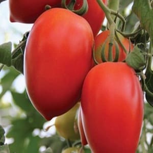 Hybrid tomato Empress: instructions for growing on your own plot from sowing to harvesting