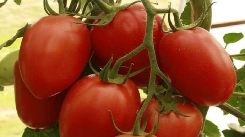 Hybrid tomato Empress: instructions for growing on your own plot from sowing to harvesting