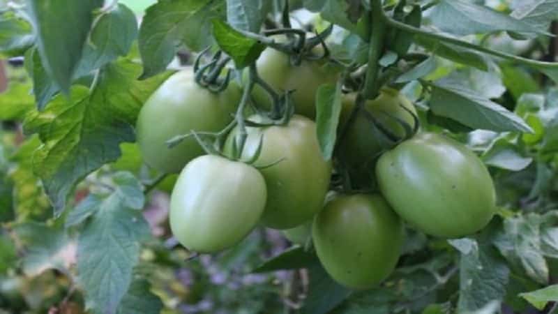 Hybrid tomato Empress: instructions for growing on your own plot from sowing to harvesting