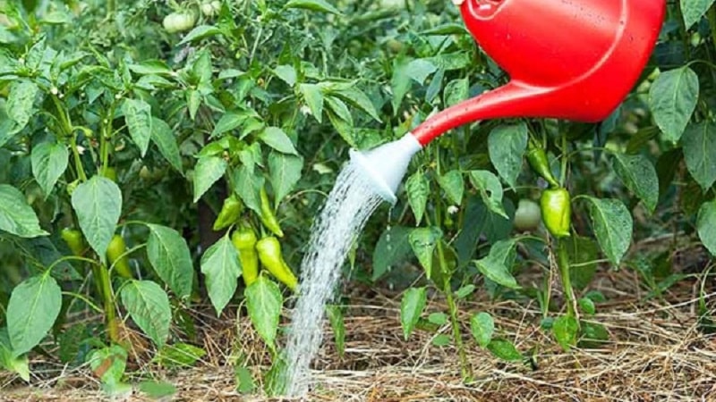 A unique variety with a rich harvest and excellent taste - Ivanhoe pepper: description and growing tips
