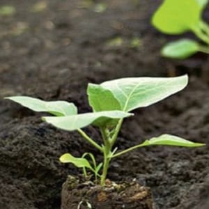 A unique variety with a rich harvest and excellent taste - Ivanhoe pepper: description and growing tips