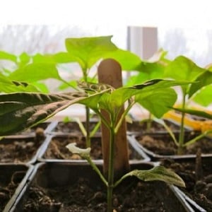 A unique variety with a rich harvest and excellent taste - Ivanhoe pepper: description and growing tips
