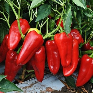 A unique variety with a rich harvest and excellent taste - Ivanhoe pepper: description and growing tips
