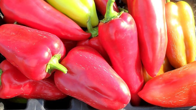 A unique variety with a rich harvest and excellent taste - Ivanhoe pepper: description and growing tips