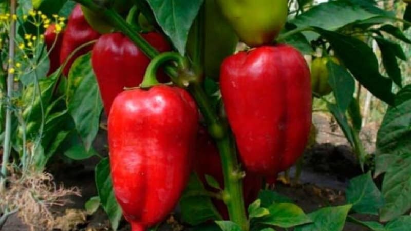 A unique variety with a rich harvest and excellent taste - Ivanhoe pepper: description and growing tips